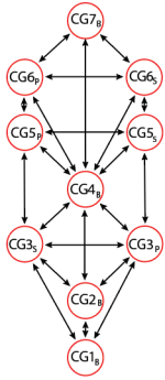 Blank Tree formed from a Structural Hierarchy derived from a Spiral-derived hierarchy, with S v P as the dynamic duality.