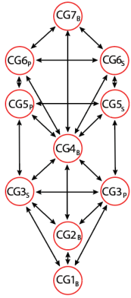 Generalized picture of a structural hierarchy tree derived from a Spiral.