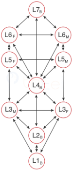 Blank Tree formed from a Primary Hierarchy with M v F as the dynamic duality.